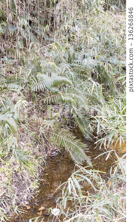 Koajiro no Mori in winter Koajiro no Mori in winter 136268846