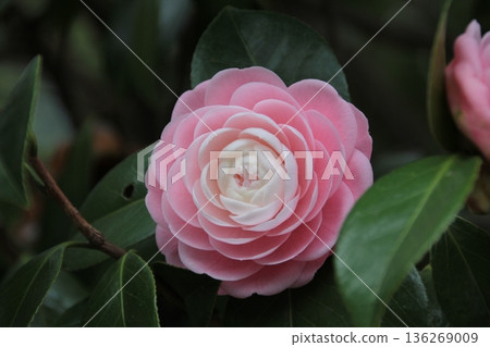 美麗的粉紅色山茶花 美麗的粉紅色山茶花 136269009