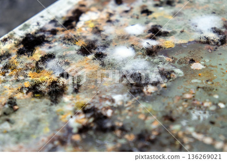 A picture of mold growing on leftover food scraps in the refrigerator. 136269021