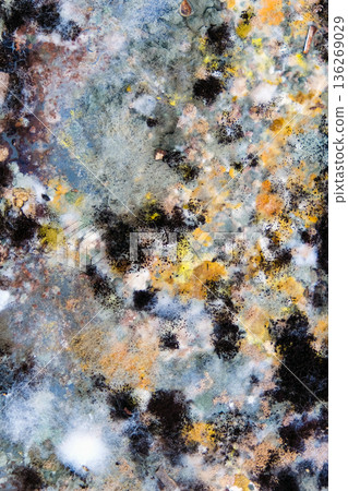 A picture of mold growing on leftover food scraps in the refrigerator. 136269029