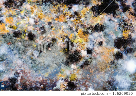 A picture of mold growing on leftover food scraps in the refrigerator. 136269030