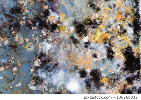 A picture of mold growing on leftover food scraps in the refrigerator. A picture of mold growing on leftover food scraps in the refrigerator. 136269032