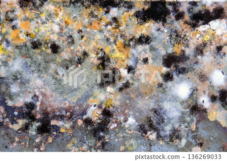 A picture of mold growing on leftover food scraps in the refrigerator. A picture of mold growing on leftover food scraps in the refrigerator. 136269033