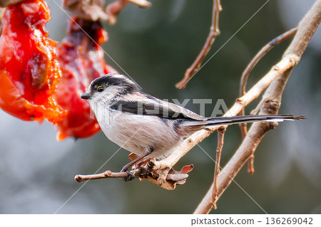 Enaga came to eat salmon 136269042