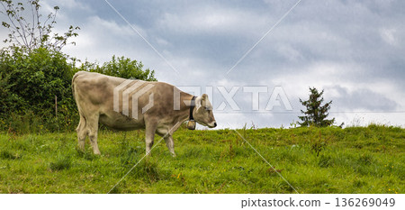 Dairy cow on the hill Dairy cow on the hill 136269049
