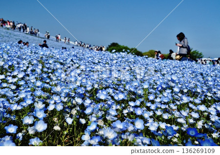 日立海濱公園山坡上盛開的粉蝶花 136269109