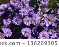 Peacock aster flower 136269305