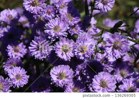 Peacock aster flower Peacock aster flower 136269305