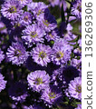 Peacock aster flower 136269306