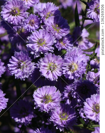Peacock aster flower Peacock aster flower 136269306