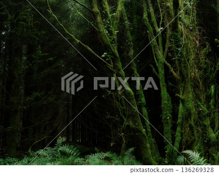 Green moss coats slender tree trunks and vibrant ferns blanket the forest floor in a secluded woodland during daylight. Green moss coats slender tree trunks and vibrant ferns blanket the forest floor in a secluded woodland during daylight. 136269328