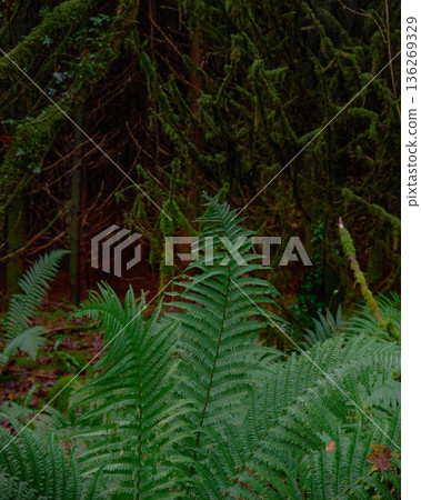 Lush green ferns carpet the forest floor, contrasting with the dark, moss-draped evergreen trees in the background. Lush green ferns carpet the forest floor, contrasting with the dark, moss-draped evergreen trees in the background. 136269329