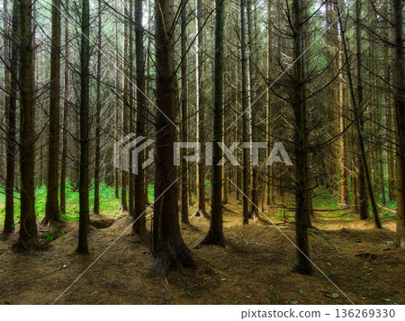 Sunlight streams through a thick stand of tall pine trees, casting shadows and illuminating vibrant green patches of moss and sparse vegetation across the brown forest floor covered in fallen needles. Sunlight streams through a thick stand of tall pine trees, casting shadows and illuminating vibrant green patches of moss and sparse vegetation across the brown forest floor covered in fallen needles. 136269330