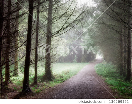 A winding gravel path leads into a dense evergreen forest shrouded in morning mist. Tall trees create a natural archway, with soft light filtering through the fog, illuminating the green undergrowth. A winding gravel path leads into a dense evergreen forest shrouded in morning mist. Tall trees create a natural archway, with soft light filtering through the fog, illuminating the green undergrowth. 136269331
