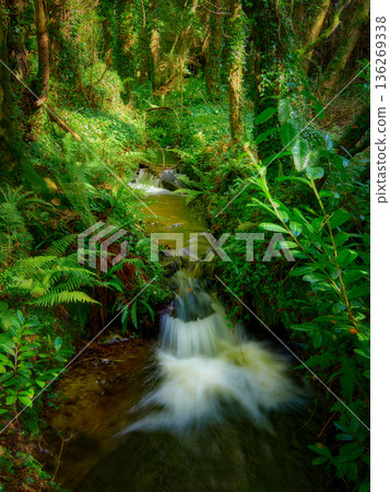 Lush green ferns surrounding a small stream waterfall. Lush green ferns surrounding a small stream waterfall. 136269338