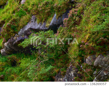Lush green plants and delicate purple heather bloom across a rugged grey rock face on a bright day. Lush green plants and delicate purple heather bloom across a rugged grey rock face on a bright day. 136269357