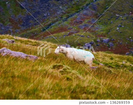 A white sheep with blue markings on its wool and yellow ear tags stands on a lush, green grassy slope. It gazes forward, surrounded by tall grass and distant rocky hills during the day. 136269359