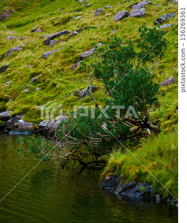 Green tree branches hang over tranquil lake water, reflecting the lush scenery. A rocky, mossy hillside with vibrant green grass slopes upwards. 136269361