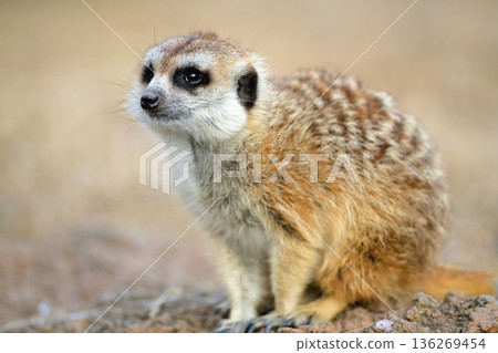 一隻短尾貓鼬凝視著遠方 136269454