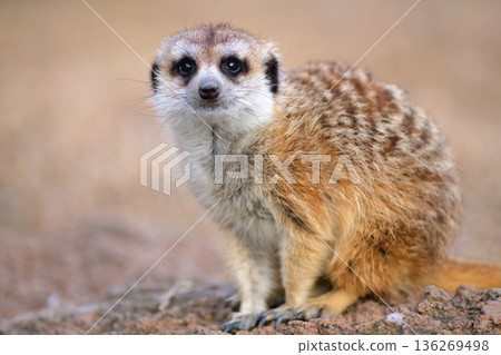 Cute meerkat portrait 136269498