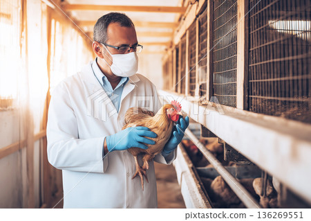 A veterinarian in a white coat holds a chicken in a poultry farm. Masks and gloves indicate a veterinary check in a well lit barn. A veterinarian in a white coat holds a chicken in a poultry farm. Masks and gloves indicate a veterinary check in a well lit barn. 136269551