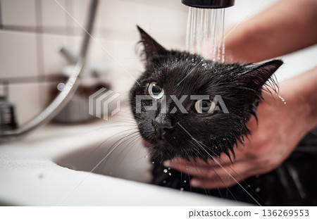 Black cat being bathed at bathroom sink. Water runs from the faucet as hands cradle the wet cat. Black cat being bathed at bathroom sink. Water runs from the faucet as hands cradle the wet cat. 136269553