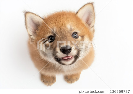 Adorable Shiba Inu puppy with a cute smile, fluffy fur, and playful expression Adorable Shiba Inu puppy with a cute smile, fluffy fur, and playful expression 136269727