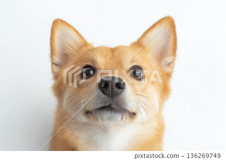 Cute corgi dog portrait showcasing fluffy fur and adorable puppy expression Cute corgi dog portrait showcasing fluffy fur and adorable puppy expression 136269749