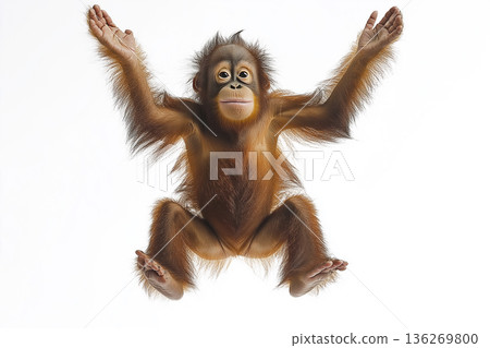 Young orangutan swinging joyfully in the rainforest, embodying wildlife and nature's beauty. Young orangutan swinging joyfully in the rainforest, embodying wildlife and nature's beauty. 136269800