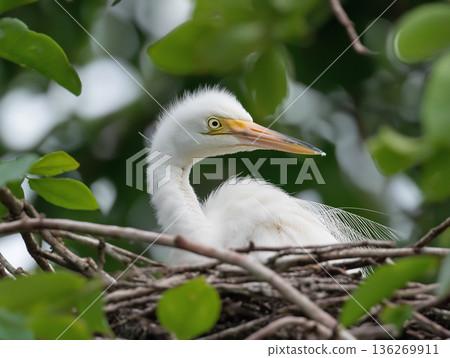 Heron wildlife bird in nature nesting with egret feathers among green branches 136269911