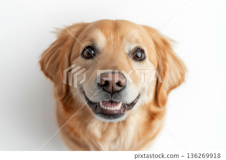 Golden retriever dog portrait with cute smile and adorable eyes, perfect for pet and animal lovers Golden retriever dog portrait with cute smile and adorable eyes, perfect for pet and animal lovers 136269918