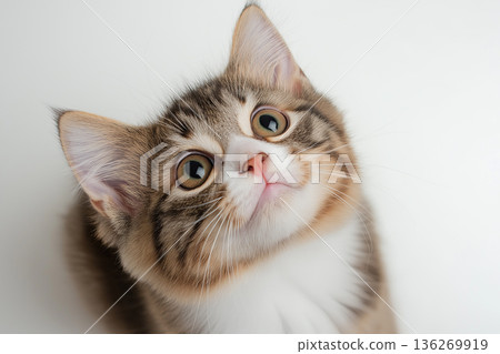 Siberian kitten with cute striped whiskers and furry adorable look, perfect pet image Siberian kitten with cute striped whiskers and furry adorable look, perfect pet image 136269919