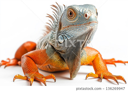 Colorful iguana lizard in closeup view, showcasing its scaly exotic features in nature 136269947