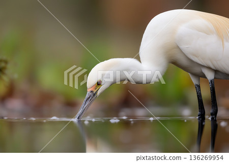 Egret bird gracefully reflected in tranquil water, showcasing nature's wildlife beauty Egret bird gracefully reflected in tranquil water, showcasing nature's wildlife beauty 136269954