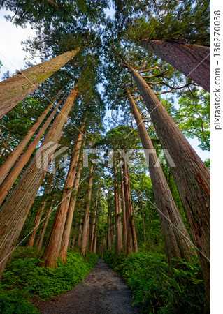 通往戶隱神社內殿的杉樹 通往戶隱神社內殿的杉樹 136270038