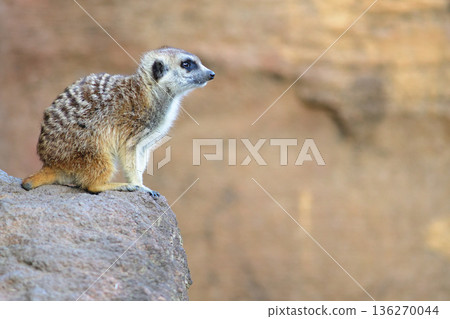 一隻狐獴站在平台上眺望遠方。 136270044