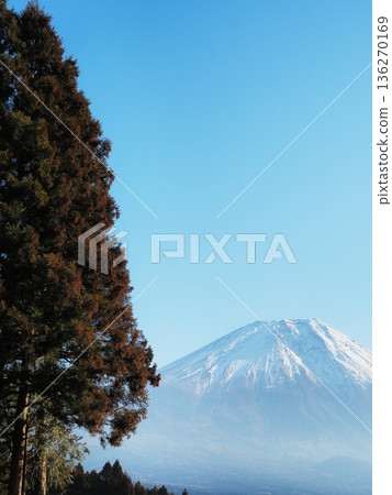 靜岡縣,樹線休閒區,1月 靜岡縣,樹線休閒區,1月 136270169