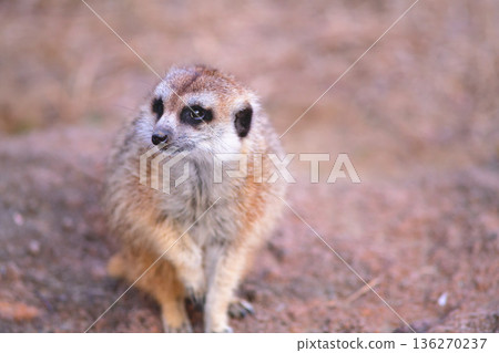 Meerkat lifts his front legs to face the audience Meerkat lifts his front legs to face the audience 136270237
