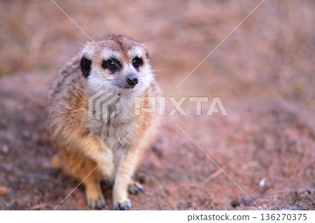 一隻貓鼬為觀眾表演爪子絕技 136270375