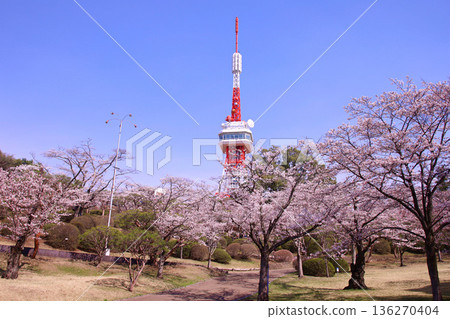宇都宮市、八幡山公園、宇都宮塔以及盛開的櫻花。 136270404