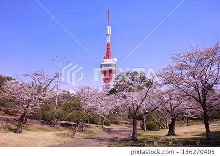 宇都宮市、八幡山公園、宇都宮塔以及盛開的櫻花。 136270405