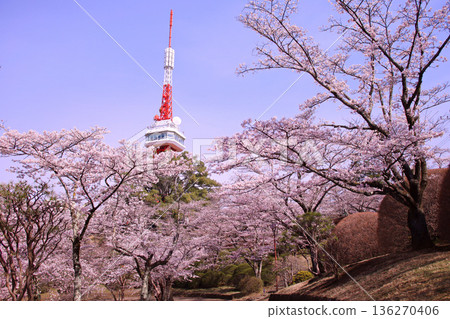 宇都宮市、八幡山公園、宇都宮塔以及盛開的櫻花。 136270406