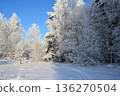 Trees covered with snow and snowdrifts around 136270504
