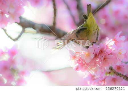 A Japanese white-eye with rainbow-colored feathers A Japanese white-eye with rainbow-colored feathers 136270621