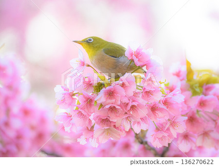 White-eye that perches on Kawazu cherry blossoms White-eye that perches on Kawazu cherry blossoms 136270622