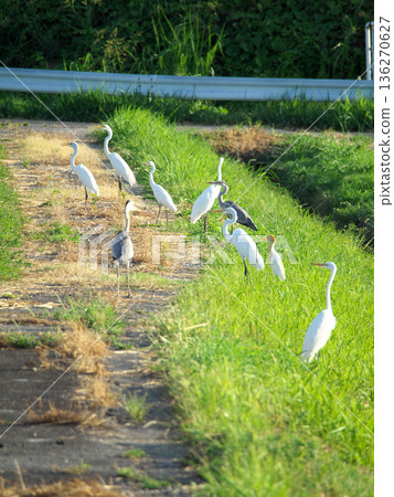 Herons flocking along the footpaths of ripening rice fields 136270627