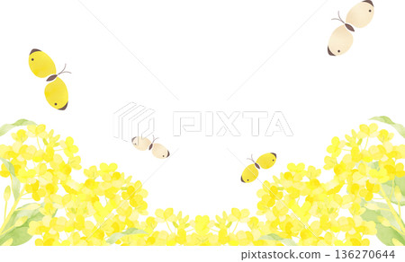 Spring frame of rapeseed flower field and butterflies 136270644