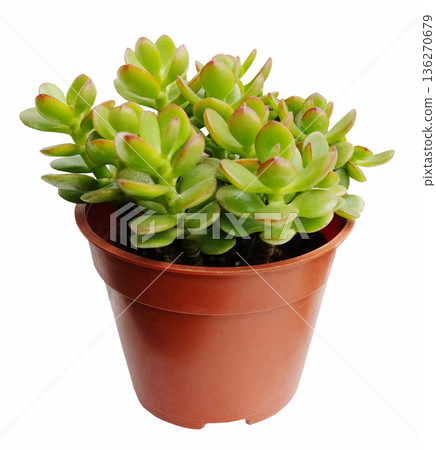 Fresh Crassula or Sunset Jade succulent in flower pot isolated on white background with clipping path Fresh Crassula or Sunset Jade succulent in flower pot isolated on white background with clipping path 136270679