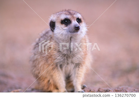 A friendly meerkat poses for the camera A friendly meerkat poses for the camera 136270700
