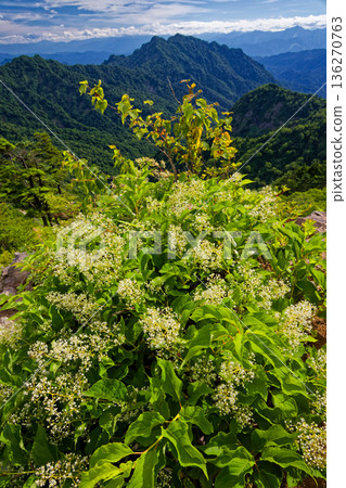 Mt. Togakushi seen from the ridge of Mt. Takatsuma with dogwood flowers in bloom 136270763
